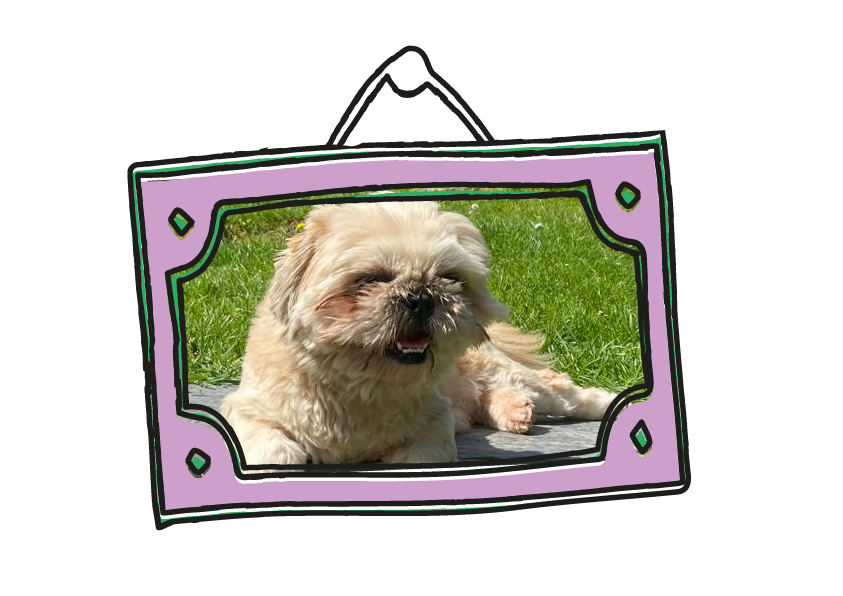Mo the Shih Tzu, our brand’s inspiration and original Sensitive Scratcher—showcasing the skin benefits of raw dog food.