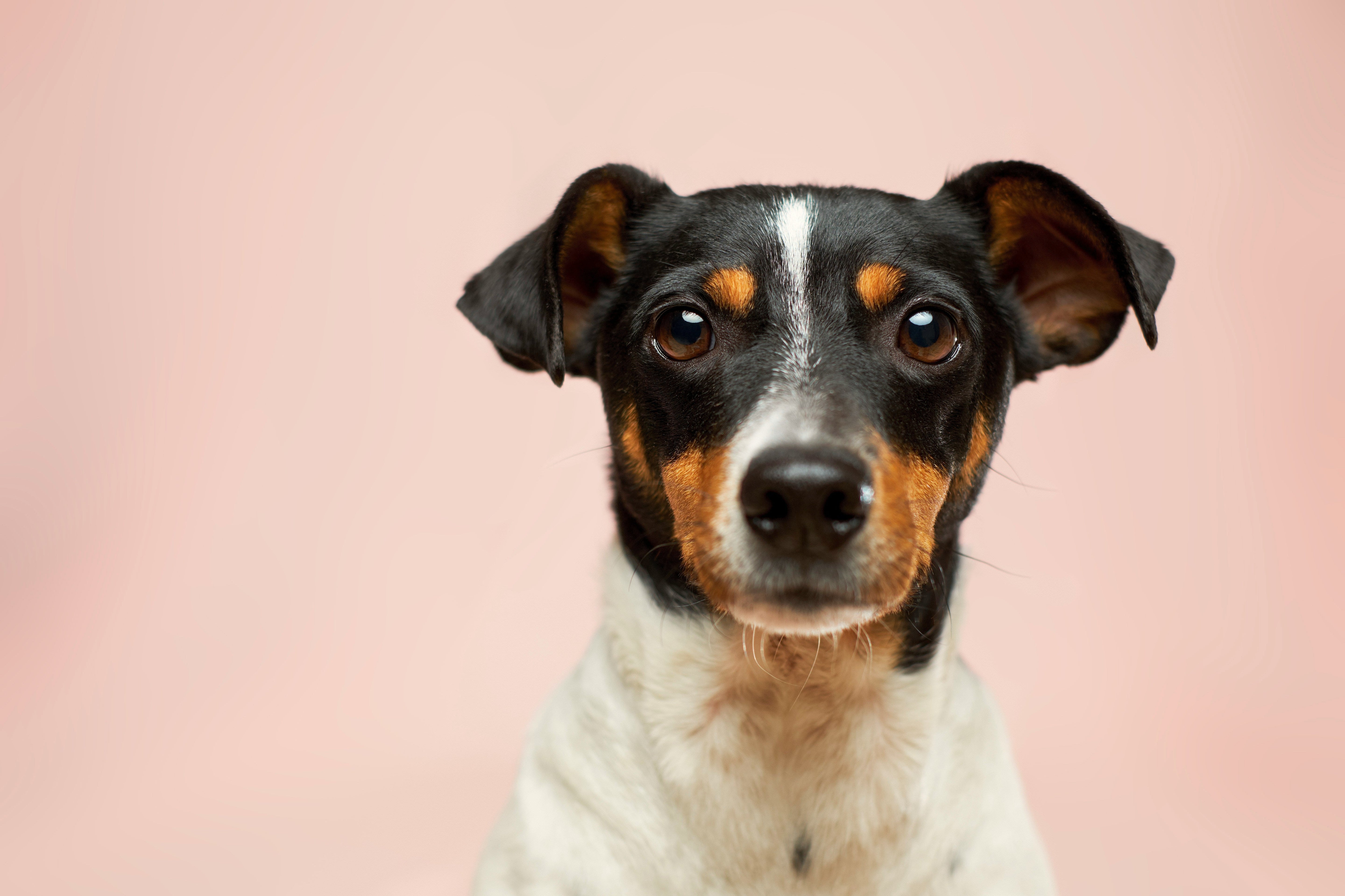 Close-up of a curious dog on a pale background, used for a blog post explaining the basics of raw feeding and natural dog food.