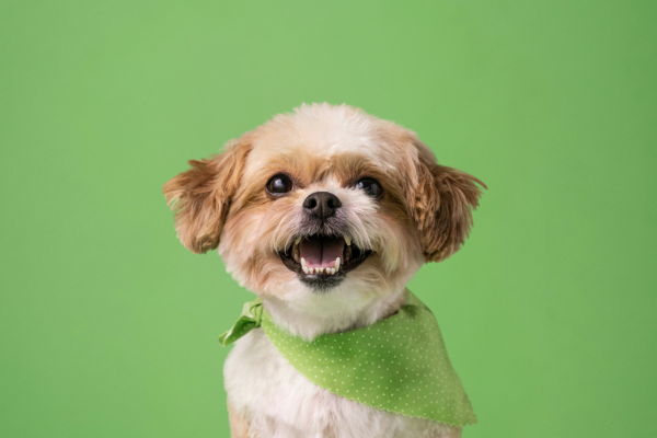Happy small dog in green bandana on a green background, promoting healthy pups and the opportunity to become a raw dog food stockist.