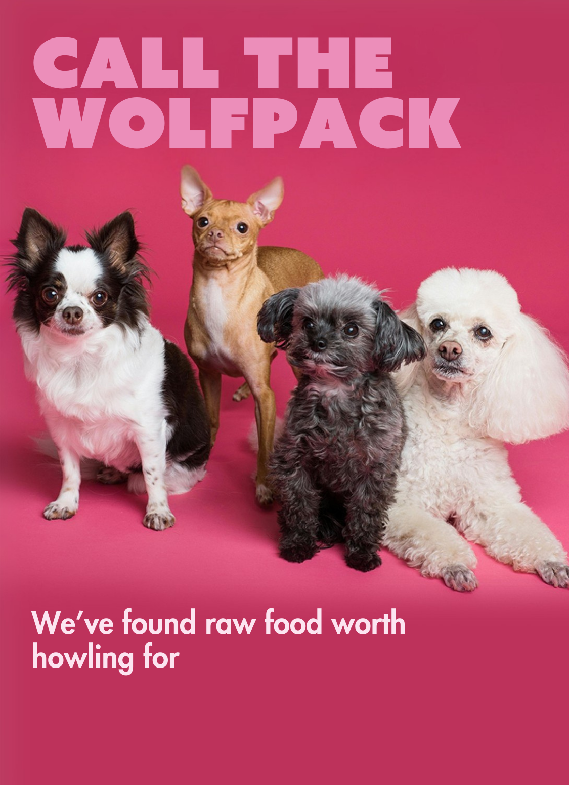 Four small dogs posing on a pink background with the text 'Call the Wolfpack – We’ve found raw dog food worth howling for', promoting natural raw dog food.