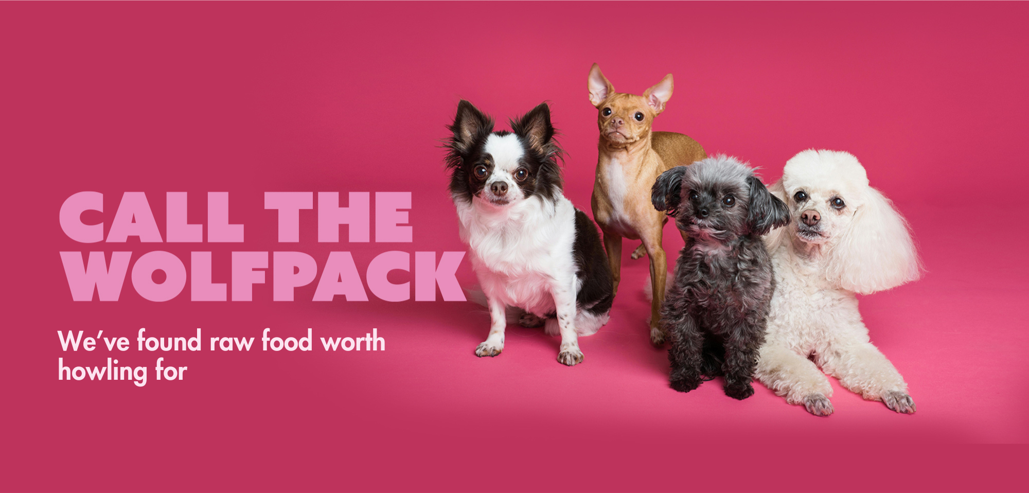 Four small dogs posing on a pink background with the text 'Call the Wolfpack – We’ve found raw dog food worth howling for', promoting natural raw dog food.