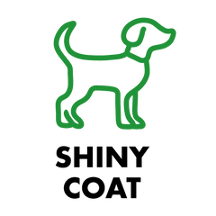 Green dog icon with text 'Shiny Coat' highlighting the benefits of raw dog food for healthy skin and a glossy, nourished coat.