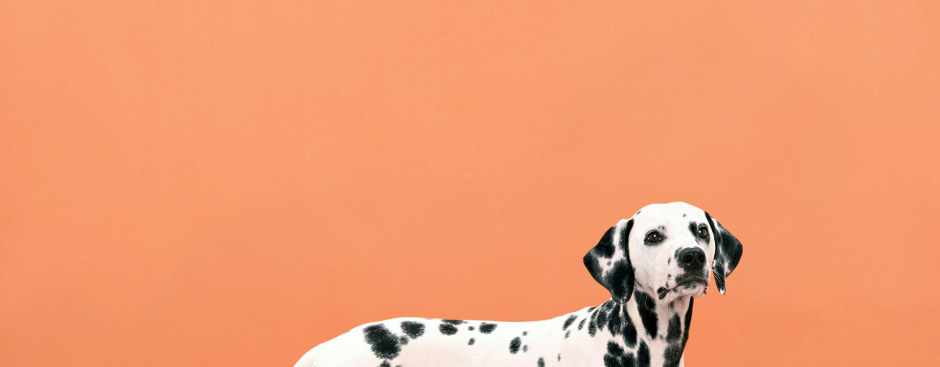 Dalmatian on orange background with text promoting raw dog food for fussy eaters—mealtimes made easy with natural, tasty meals dogs love.
