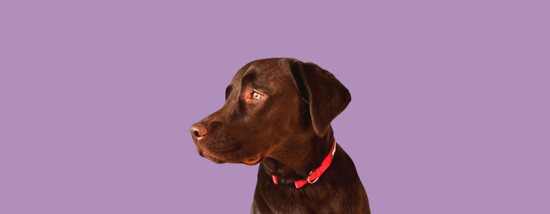 Chocolate lab on purple background with text promoting natural raw dog food that satisfies greedy eaters and keeps hungry pups feeling full.
