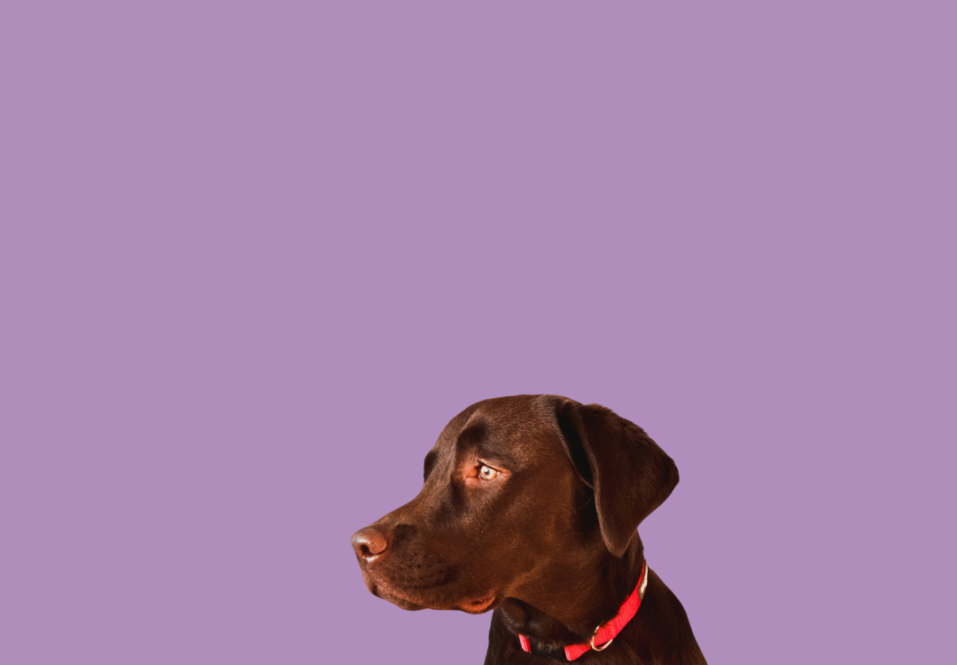 Chocolate lab on purple background with text promoting natural raw dog food that satisfies greedy eaters and keeps hungry pups feeling full.