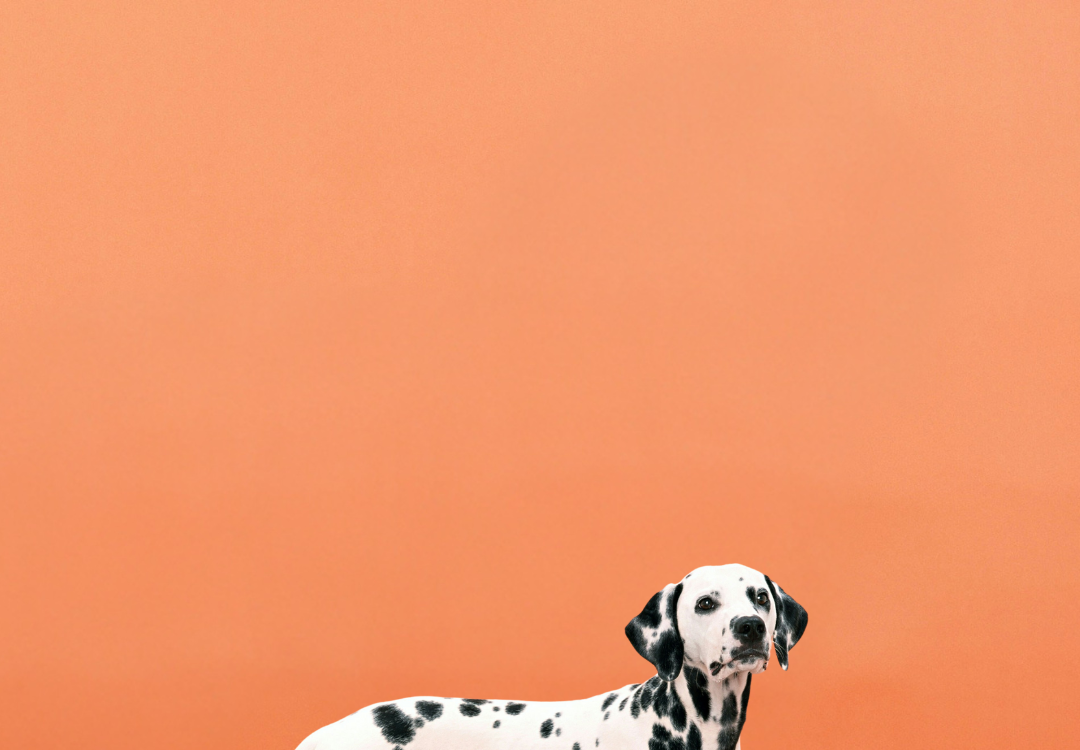 Dalmatian on orange background with text promoting raw dog food for fussy eaters—mealtimes made easy with natural, tasty meals dogs love.