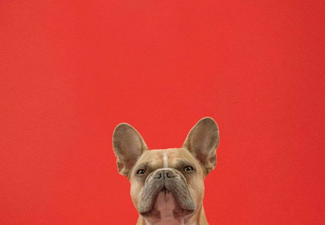 French Bulldog on red background with text promoting raw dog food for senior dogs—nutritious, easy-to-digest meals for golden oldies full of life.