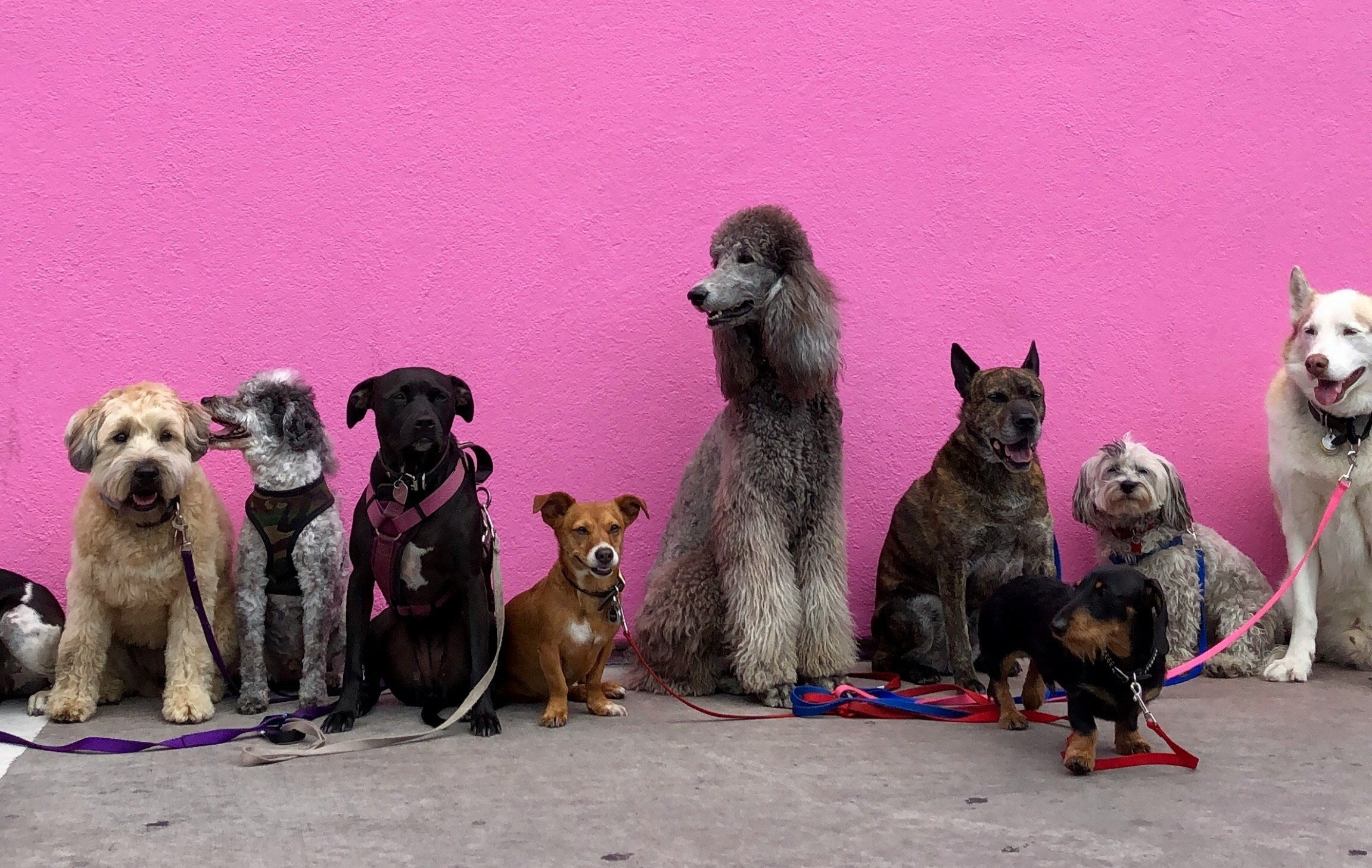 Group of happy dogs of all shapes and sizes sitting against a bright pink wall, showing the joy of raw-fed pups.