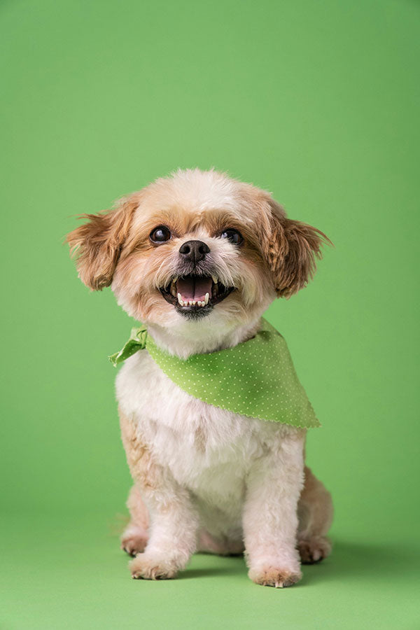 Happy small dog in green bandana, promoting healthy pups and the opportunity to become a raw dog food stockist.