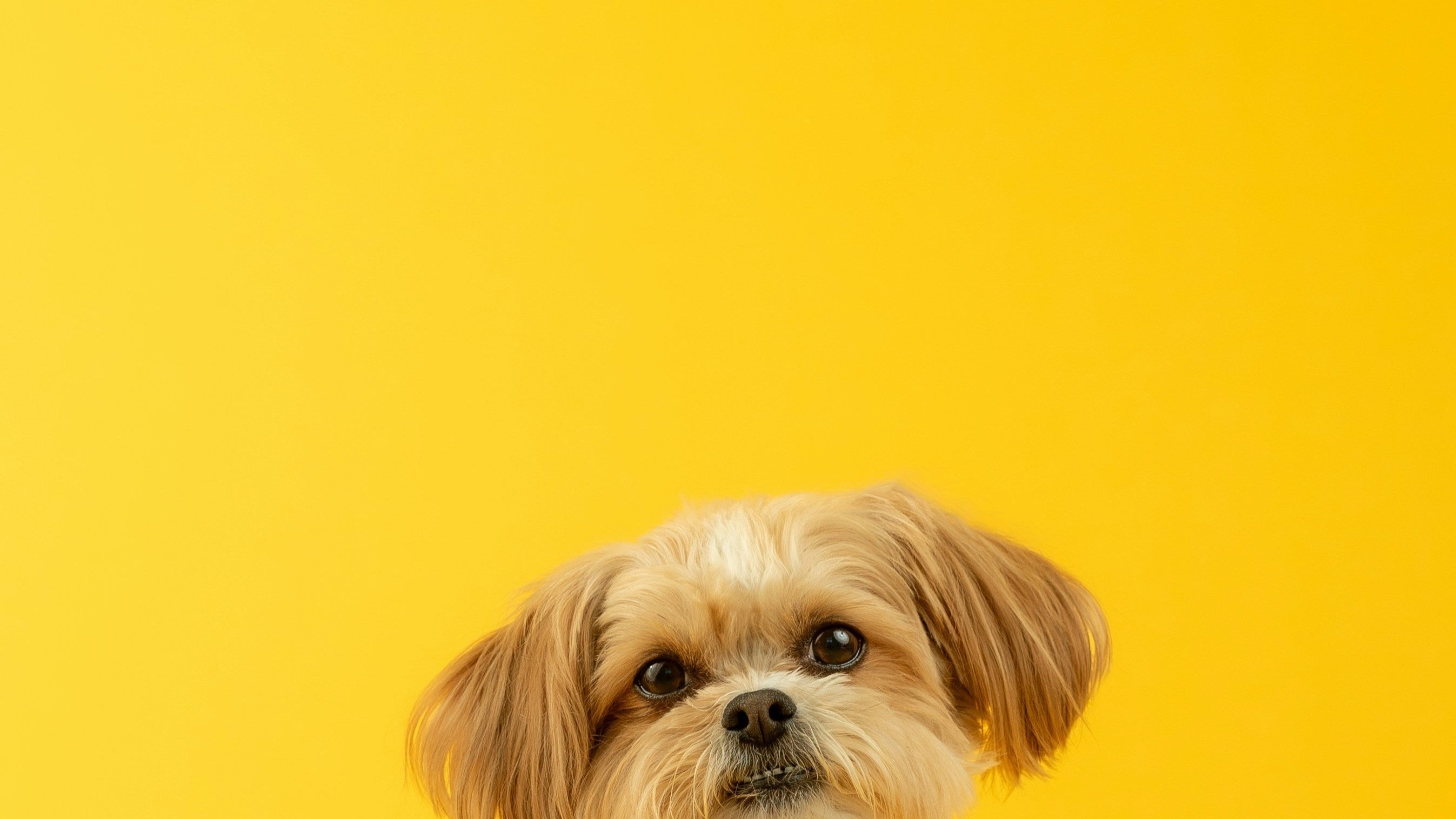Small dog with text promoting natural raw dog food for itchy pups—balanced meals to support healthy skin and coat.