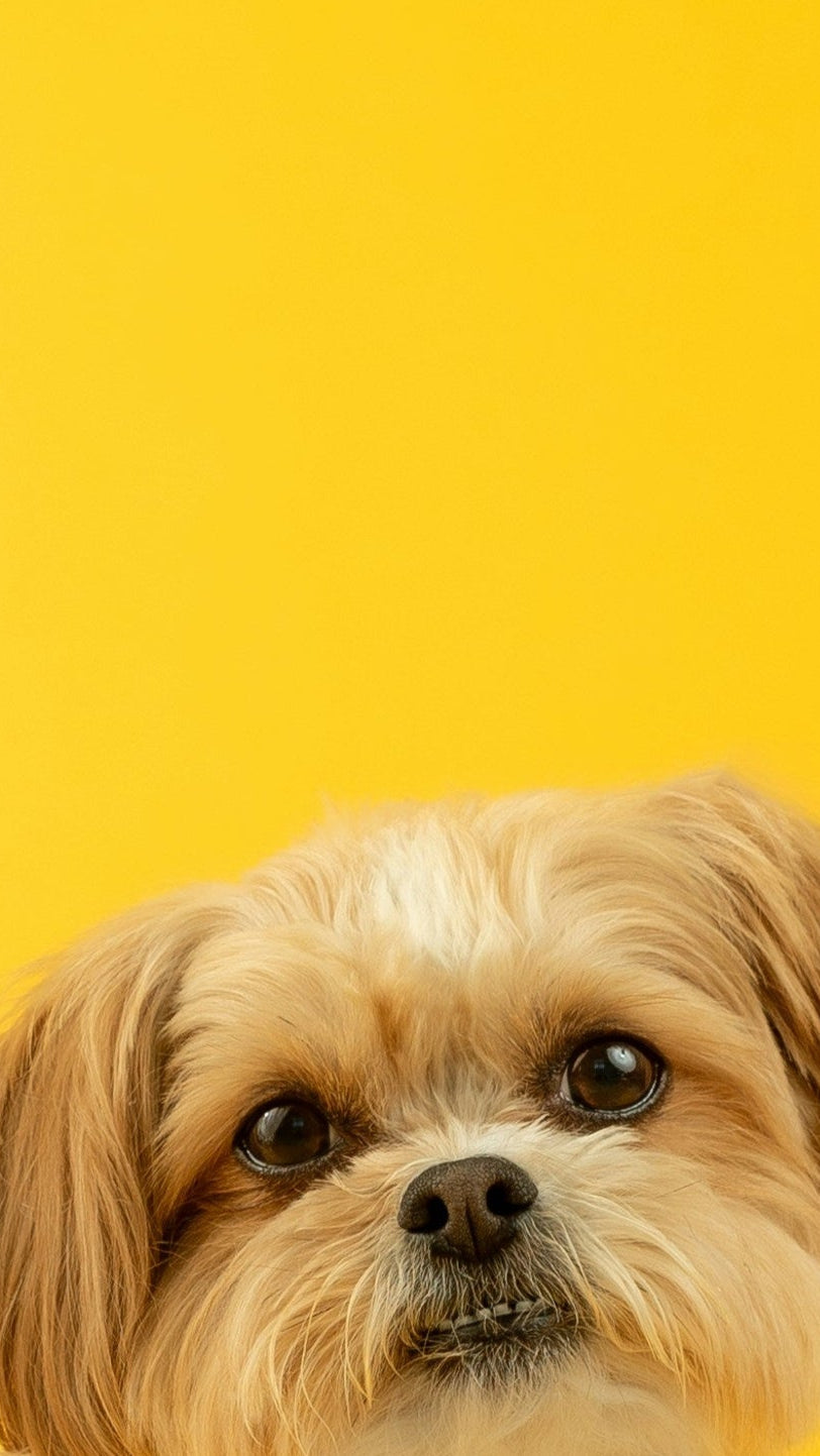 Small dog with text promoting natural raw dog food for itchy pups—balanced meals to support healthy skin and coat.